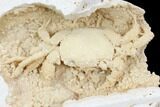 Fossil Crab (Potamon) Preserved in Travertine - Turkey #121378-1